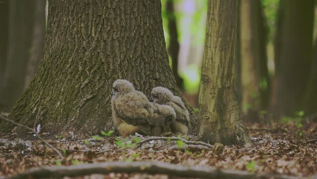 Beautiful young uhu owls in spring in the forest at the base of a tree Bubo Bubo