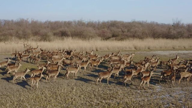 Aerial view of a herd of roe deer (Cervus Elaphus) running through a field in the sunshine Close-Up Image