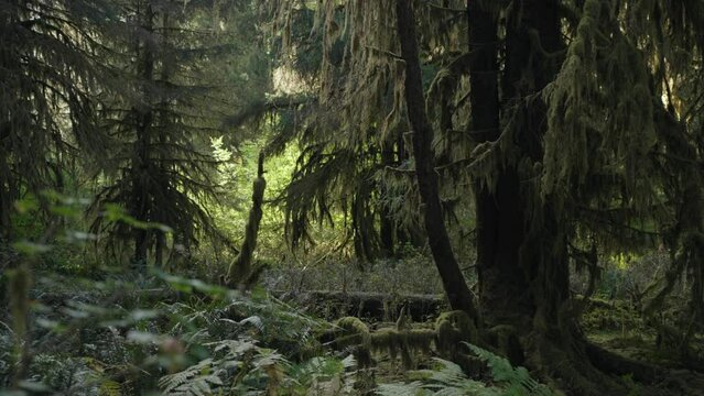 Trees Overgrown by Moss and Bushes in Hoh Rain Forest in Olympic National Park, Washington, United States