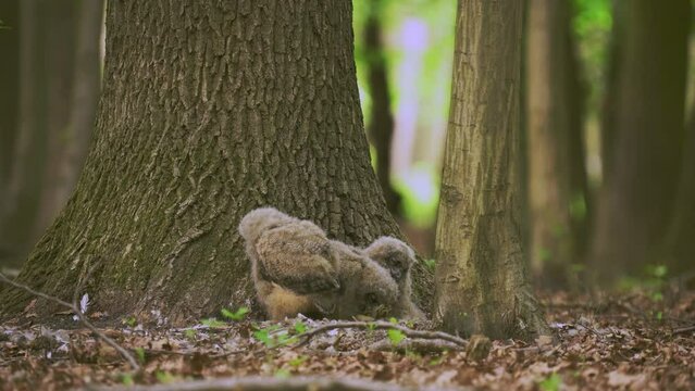 Beautiful young uhu owls in spring in the forest at the base of a tree Bubo Bubo