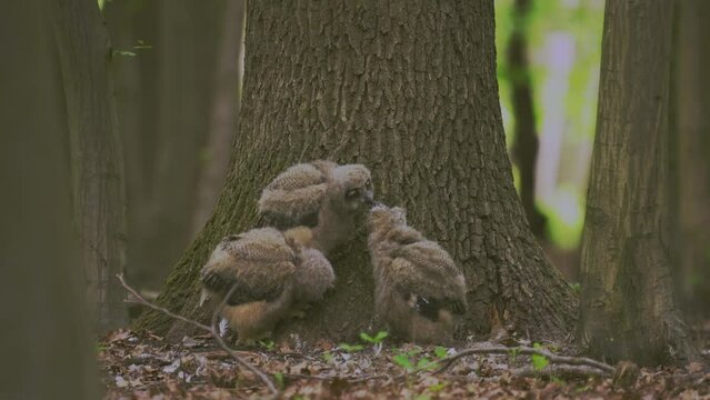 Beautiful young uhu owls in spring in the forest at the base of a tree Bubo Bubo