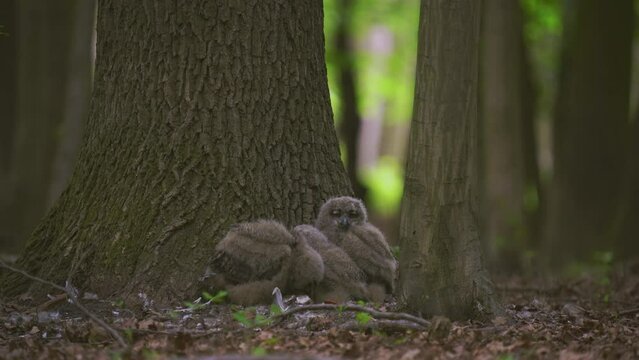Beautiful young uhu owls in spring in the forest at the base of a tree Bubo Bubo