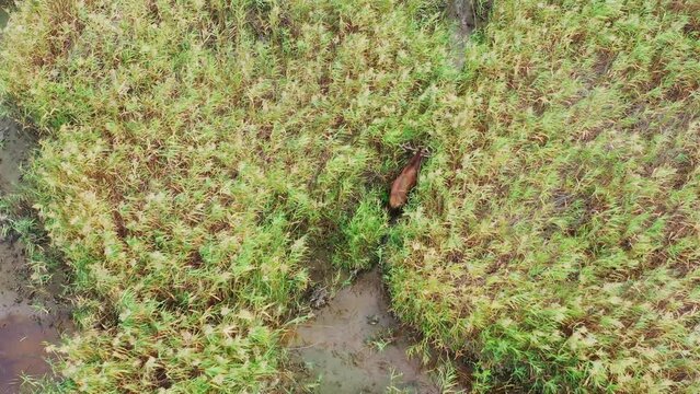 Roe deer (Cer Elaphus) walking in the reeds in the marsh aerial view