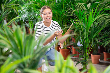 Woman view leaf of palm areca houseplant in store for amateur gardeners. Exhibition and sale of tall plants for home, office, institution. Consultations, delivery, related products for gardeners