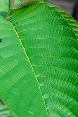 A close up of wide vibrant green leaves showing its veins.