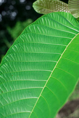A close up of wide vibrant green leaves showing its veins.