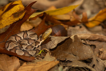 Baby eastern copperhead found at a Massachusetts den site in October.