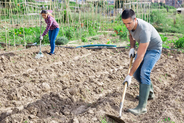 Positive amateur gardener hoeing soil on vegetable garden in springtime, preparing for seedlings planting