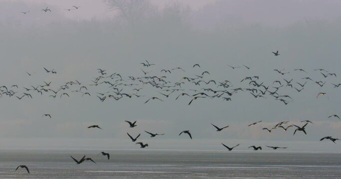 Flying White-Fronted Geese - Anser Albifrons Slow Motion Image