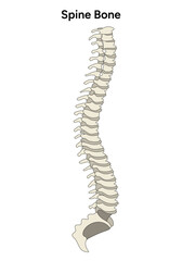 Whole spinal anatomy illustration in vector