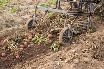 Harvesting of potatoes on vegetable field. Tractor digging ground.