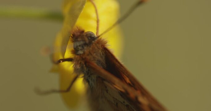 Scarce Copper Butterfly (Lycaena Virgaureae) Close-Up Image