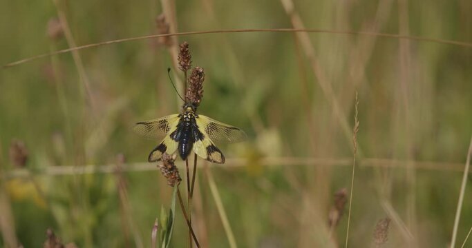 Yellow Owlfly Libelloides Macaronius