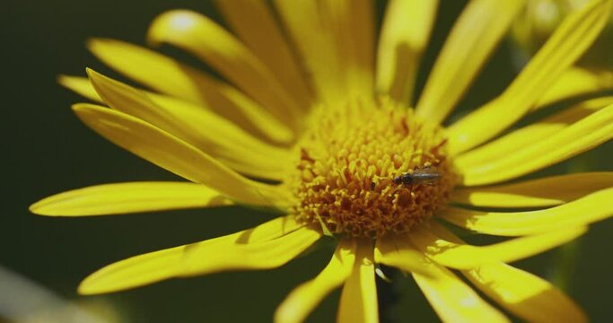 Beautiful wildflower Doronicum hungaricum Close- Up Image