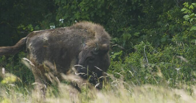 European bison. Close-up of a buffalo in a meadow in summer. Slow Motion Image