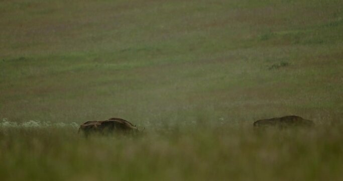 European bison in the meadow slow motion image