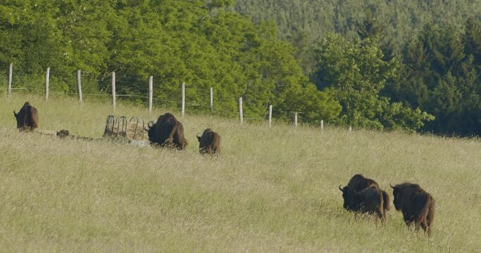 European Bison. Calves In The Herd In Summertime Slow Motion Image