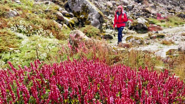 Calluna heather pink plants wind waived with Woman with backpack slow motion walking on background during Makalu Barun National Park trek in Nepal. Mountain hiking and active people concept 4K footage