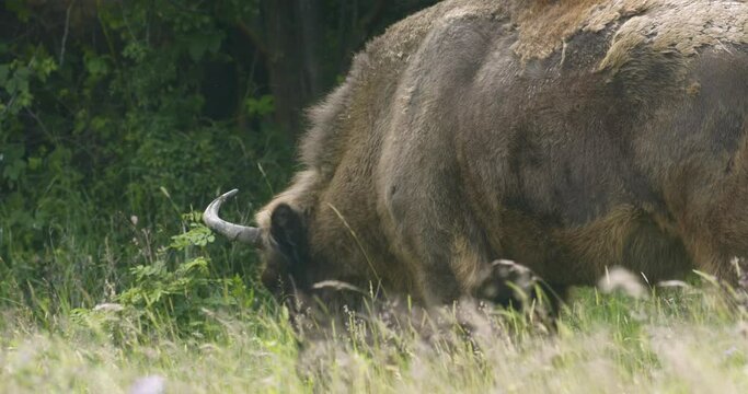 European bison. Close-up of a buffalo in a meadow in summer. Slow Motion Image