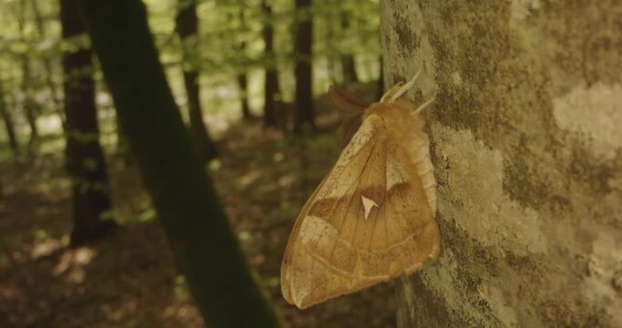 Aglia tau Beautiful butterfly on a tree trunk Close-Up Image