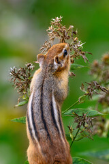 Chipmunk on our deck eating the seeds or the Phlox plant this Autumn.  Cute Chipmunk feeding on seeds from plants.