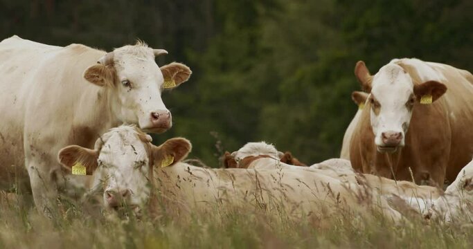 Herd of cows lined up in the field opposite the camera. Close-Up Image