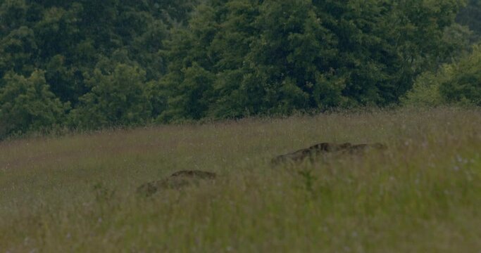European bison in the meadow slow motion image