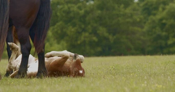 Murakozi horses with their foals in the pasture slow motion image