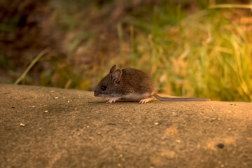 The deer mouse (Peromyscus maniculatus) north American native rodent, often called the North American deermouse