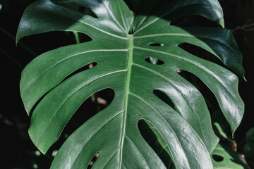Monstera leaf close up at home. Indoor gardening. Hobby. Green houseplants. Modern room decor, interior. Lifestyle, Still life with plants. Texture and pattern	