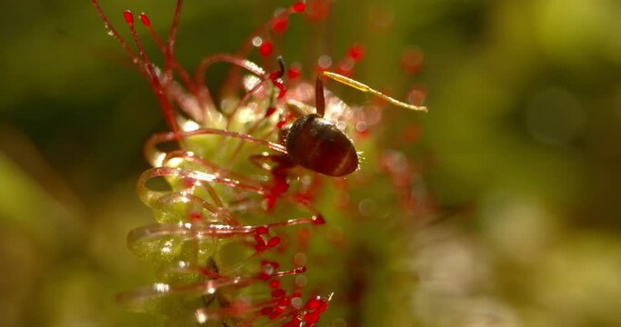 Round-Leaved Sundew - Drosera Rotundifolia. Drosera Rotundifolia has caught an ant Close-Up Image