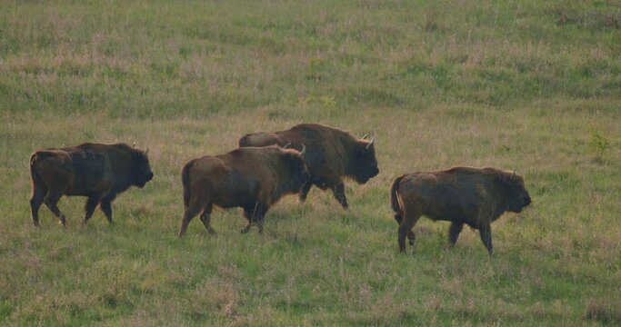 European bison in the meadow slow motion image