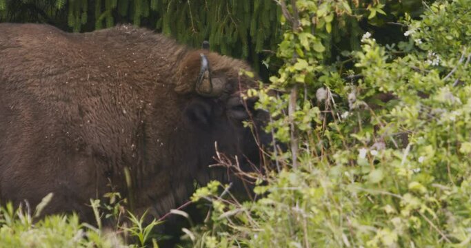 European bison. Close-up of a buffalo grazing in a meadow in summer. Slow Motion Image