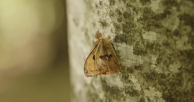Aglia tau Beautiful butterfly on a tree trunk Close-Up Image