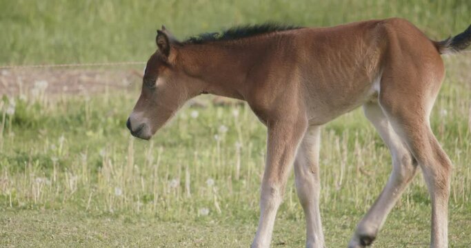 Foals of Murakozi horses Slow Motion Image