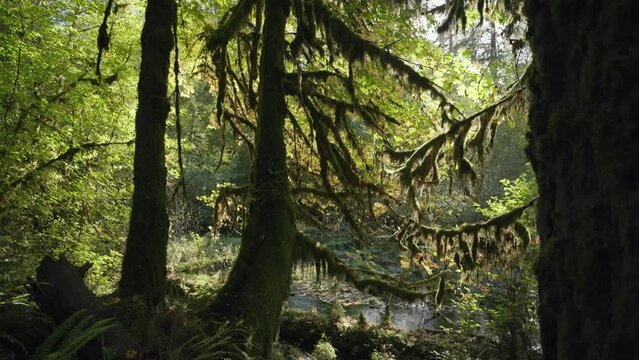Trees Overgrown by Moss and Bushes in Hoh Rain Forest in Olympic National Park, Washington, United States