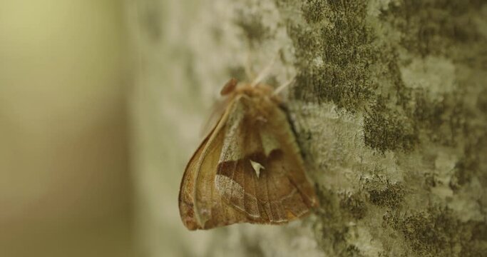 Aglia tau Beautiful butterfly on a tree trunk Close-Up Image