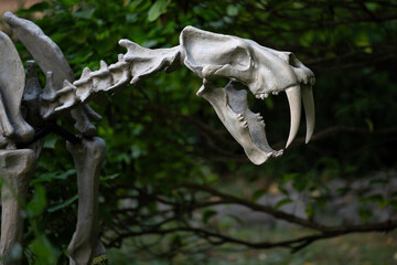 Saber tooth tiger skeleton figurine outdoors.