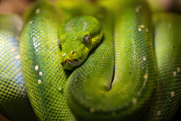 Obraz premium Detail of a green python snake.
