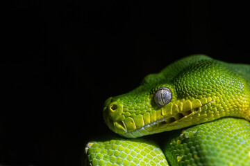 Detail of a green python snake.