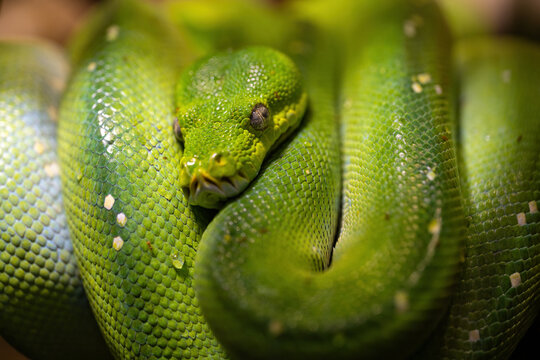 Detail of a green python snake.
