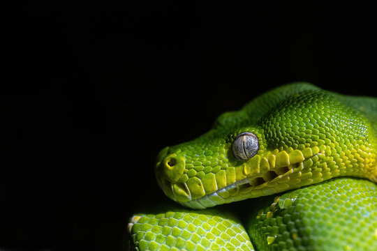 Detail of a green python snake.
