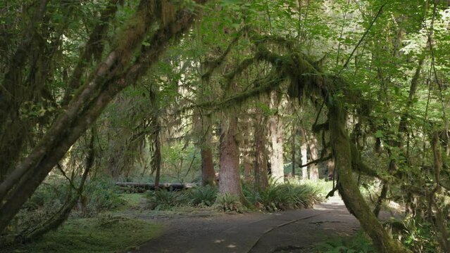 Trees Overgrown by Moss and Bushes in Hoh Rain Forest in Olympic National Park, Washington, United States