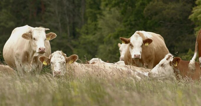 Herd of cows lined up in the field opposite the camera. Close up image