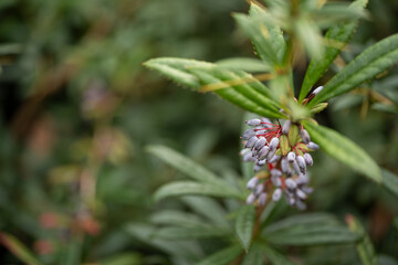 Blue fruits of an ornamental shrub with thorns.