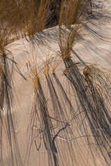 Sandy background with grass on the beach
