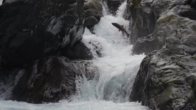 Coho Salmon Fish Leaping Jumping on The Cascades in Sol Duc River on Their Migration to Spawning Grounds in Dramatic Slow Motion