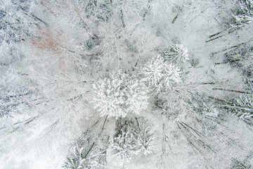 Beautiful aerial top-down view of snow covered pine forests. Rime ice and hoar frost covering trees. Scenic landscape.