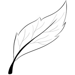 Leaf