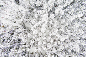 Beautiful aerial top-down view of snow covered pine forests. Rime ice and hoar frost covering trees. Scenic landscape.